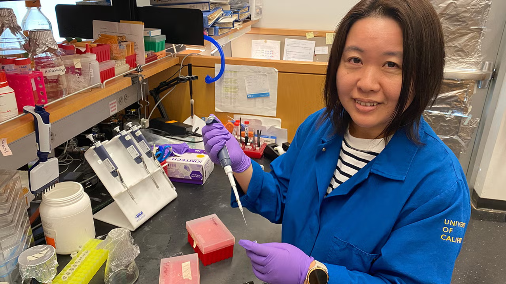 Hiromi Tajima, a staff scientist in the lab of Eduardo Blumwald, measures the number of nitrogen-fixing bacteria in samples of soil in which the team has grown a new kind of wheat. Tajima is first author on a paper the lab’s team recently published about developing wheat that stimulates production of its own fertilizer. She holds a pipette in her hand inside her lab.(Trina Kleist/UC Davis)