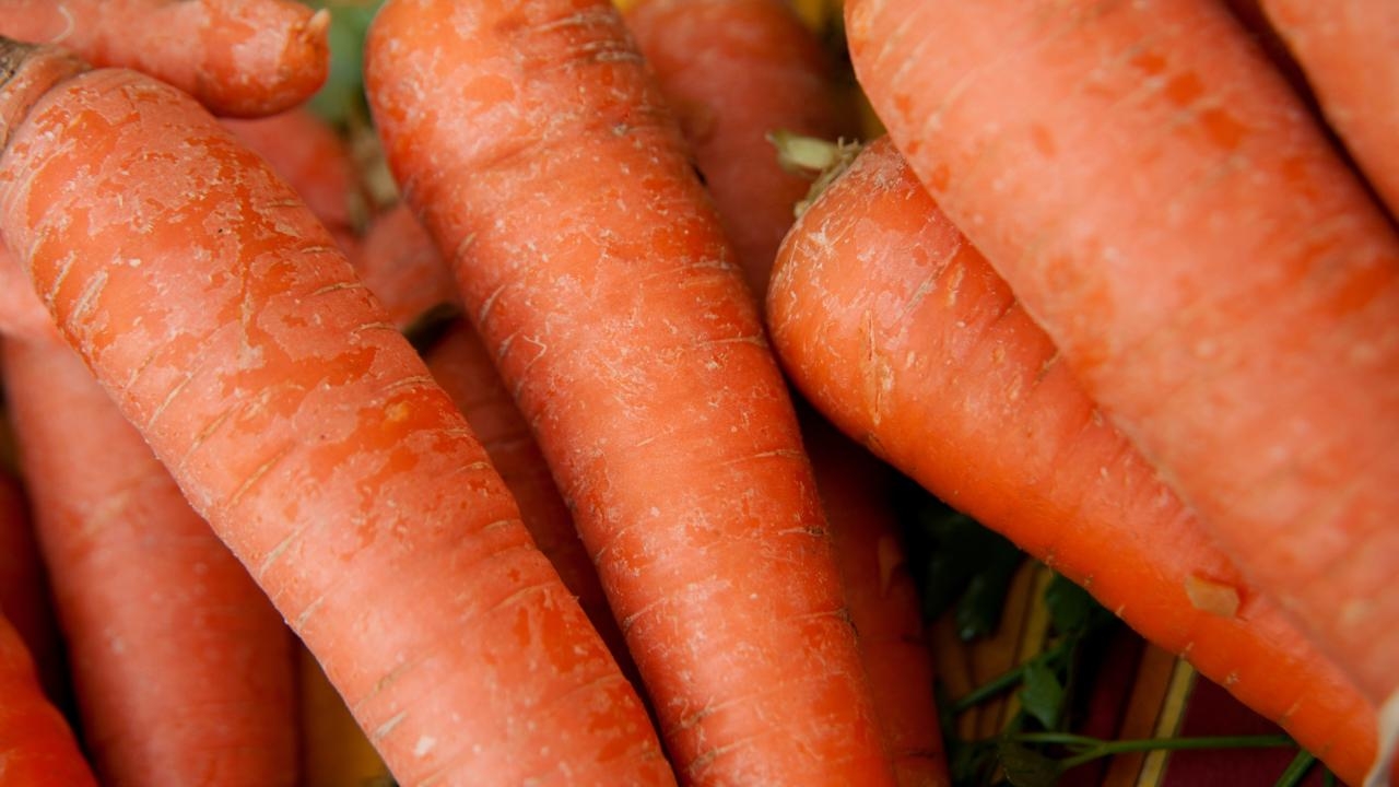 Carrots at the campus Farmer’s Market