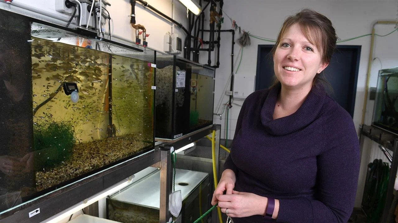 Newly named Sloan Research Fellow Kate Laskowski studies the freshwater Amazon molly, a small fish that reproduces by cloning itself, for her research on the origins of individuality.