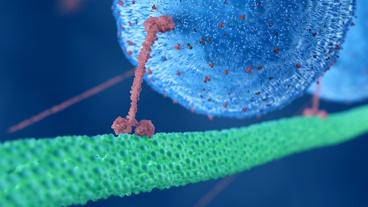 Rendering of a motor protein