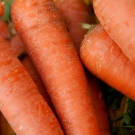 Carrots at the campus Farmer’s Market