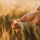 A farmer runs his hand through the grains of a wheat field. UC Davis scientists have developed wheat plants that can stimulate the production of their own fertilizer. (Getty)