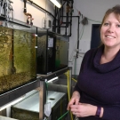 Newly named Sloan Research Fellow Kate Laskowski studies the freshwater Amazon molly, a small fish that reproduces by cloning itself, for her research on the origins of individuality.