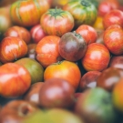 Pile of tomatoes