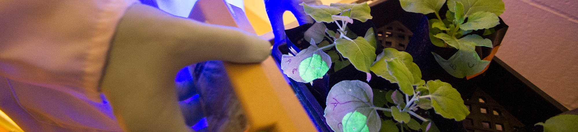 biometric scanner shining blue light on plant